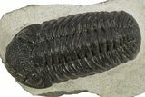 Detailed Morocops Trilobite - Nice Eye Facets #311073-2